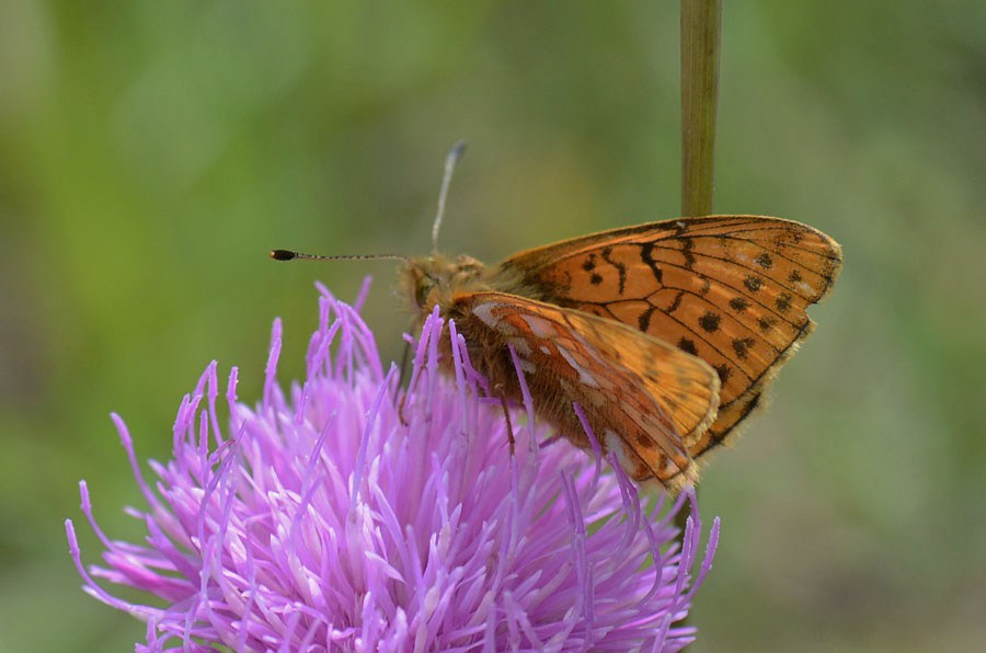 Boloria pales ?